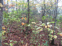 GRSM Accuracy Assessment. Plot Code: GRSM_AA_0238_5