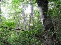 GRSM Accuracy Assessment. Plot Code: GRSM_AA_0125_5