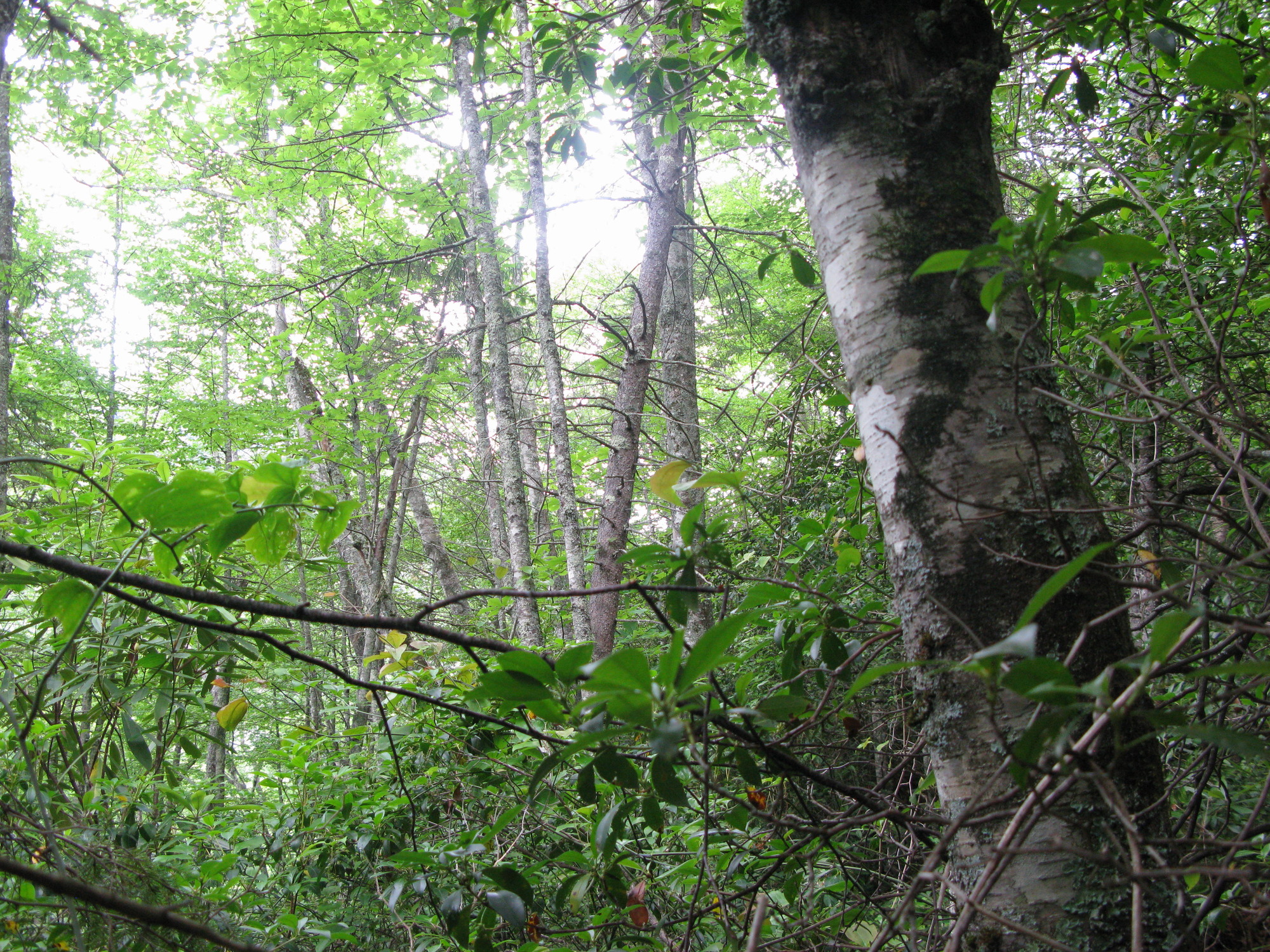 GRSM Accuracy Assessment. Plot Code: GRSM_AA_0125_5