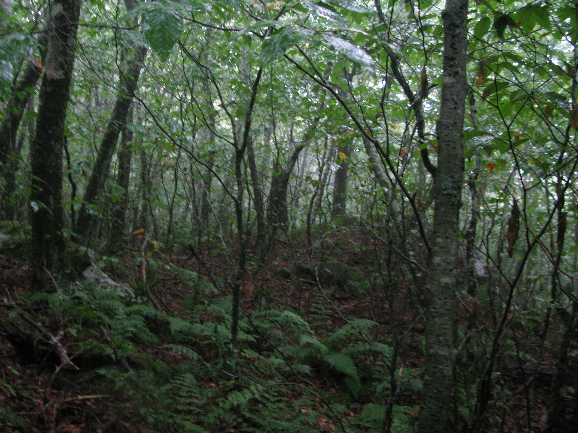 GRSM Accuracy Assessment. Plot Code: GRSM_AA_0699_6