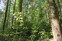 GRSM Accuracy Assessment. Plot Code: GRSM_AA_0825_6