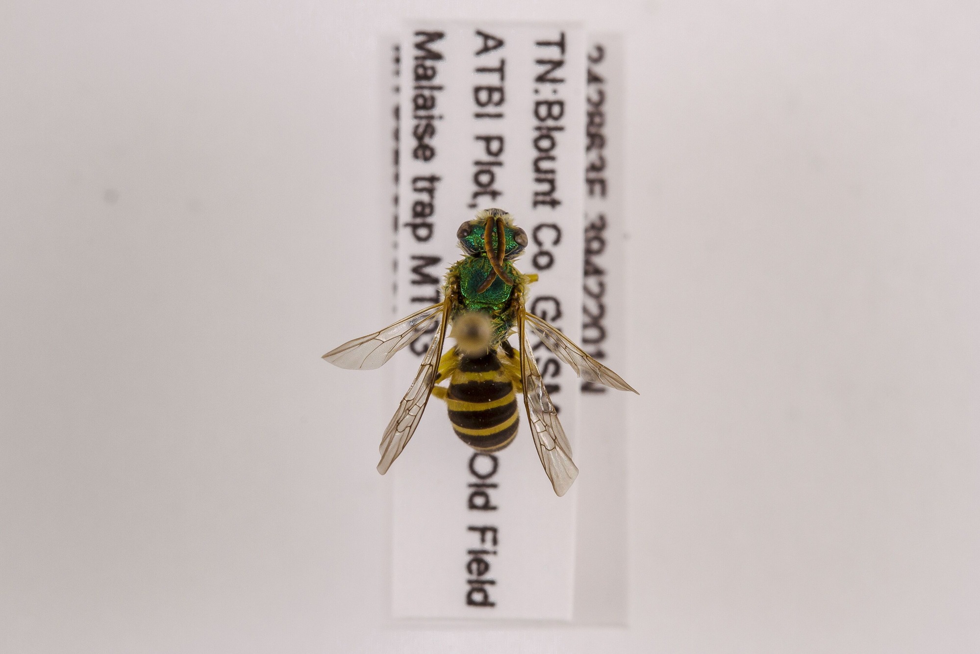Image of Agapostemon virescens, a species of Animalia