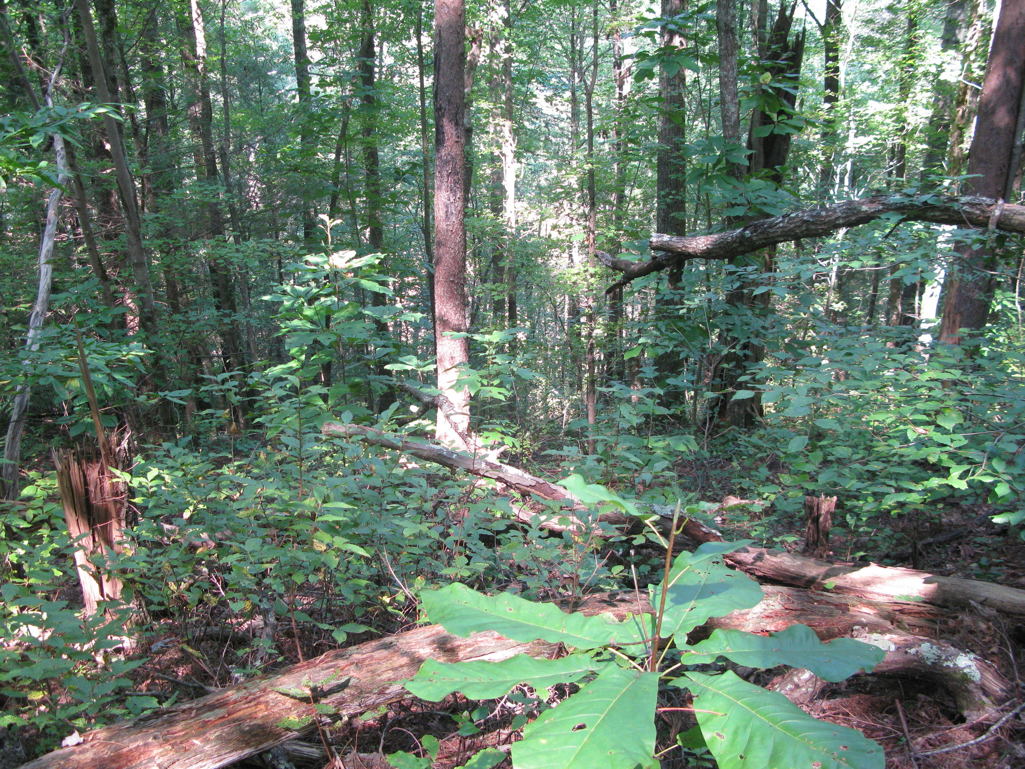 GRSM Accuracy Assessment. Plot Code: GRSM_AA_0455_2