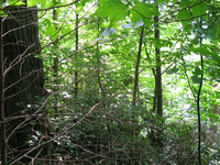 GRSM Accuracy Assessment. Plot Code: GRSM_AA_0739_3