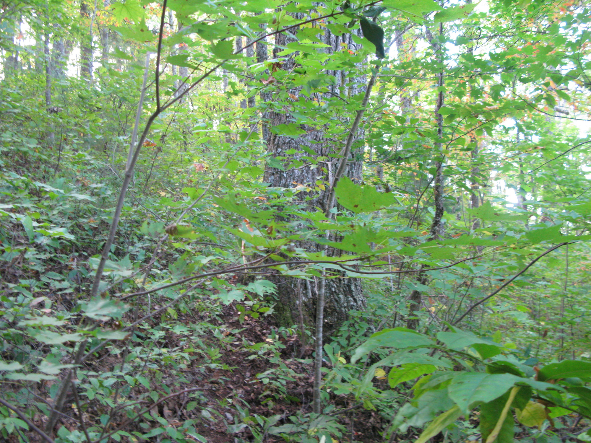 GRSM Accuracy Assessment. Plot Code: GRSM_AA_0675_6