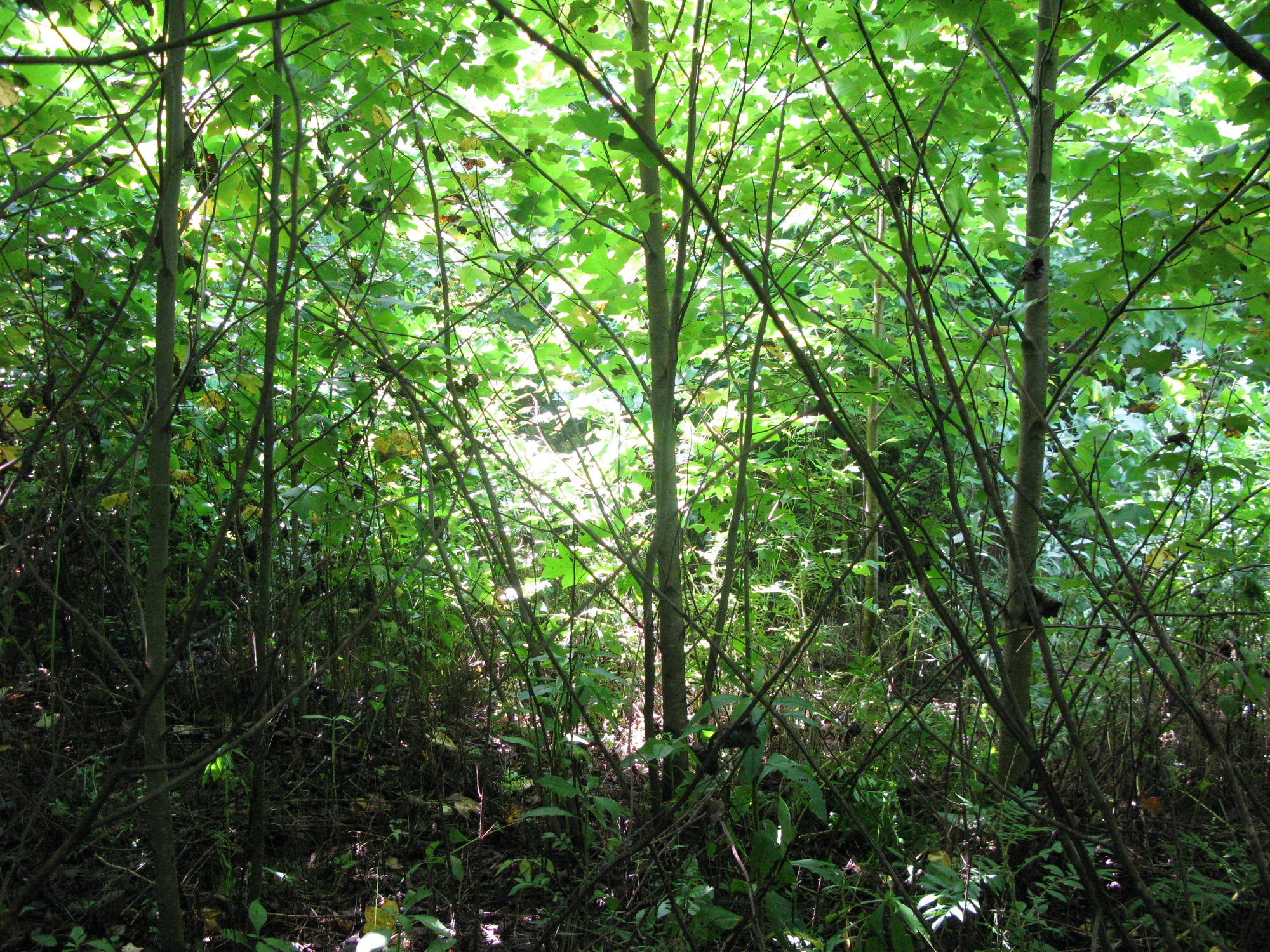 GRSM Accuracy Assessment. Plot Code: GRSM_AA_0715_5