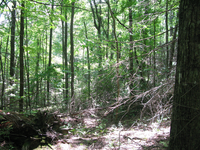 GRSM Accuracy Assessment. Plot Code: GRSM_AA_0385_4