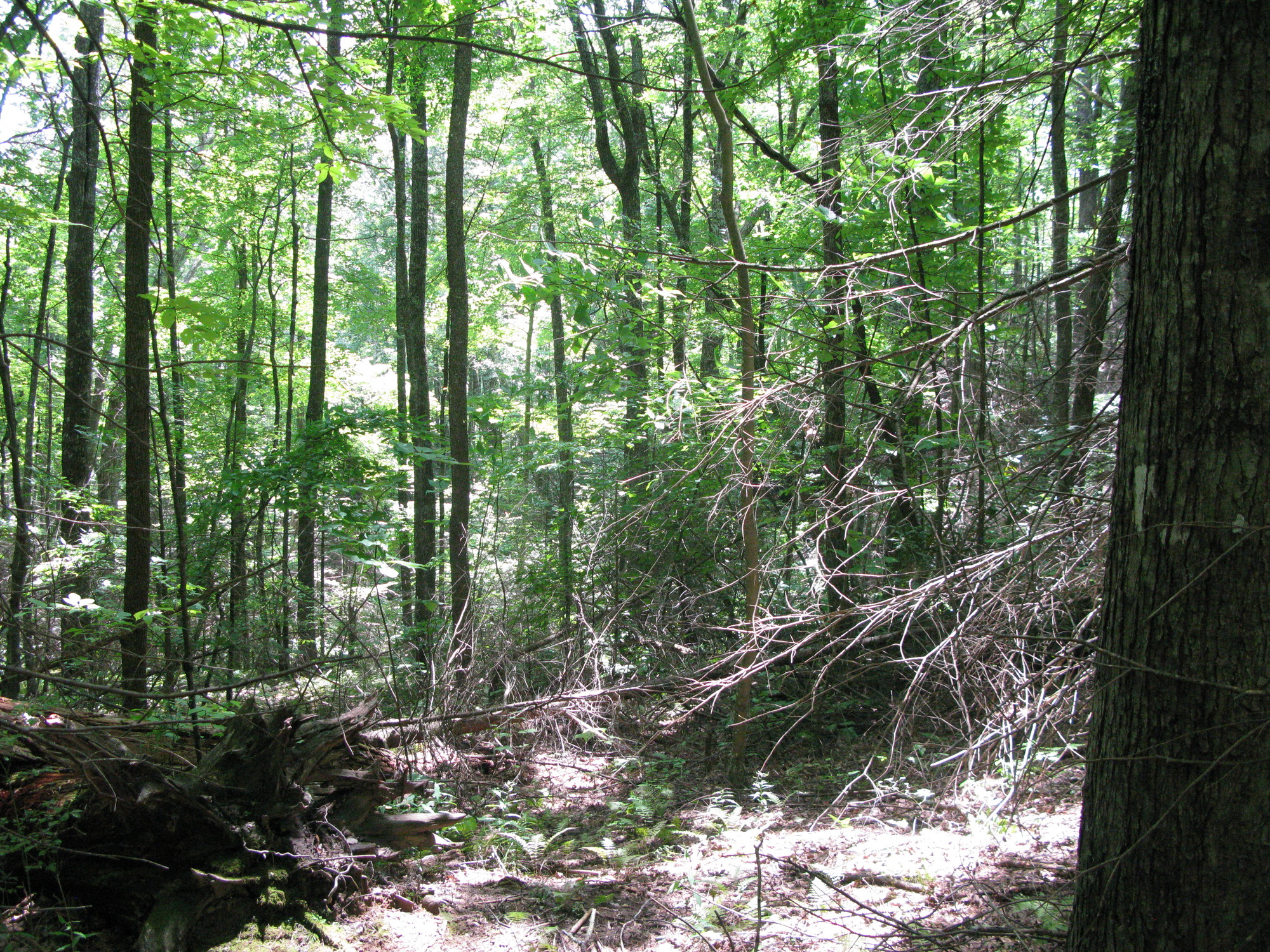 GRSM Accuracy Assessment. Plot Code: GRSM_AA_0385_4