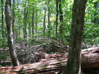 GRSM Accuracy Assessment. Plot Code: GRSM_AA_0746_3