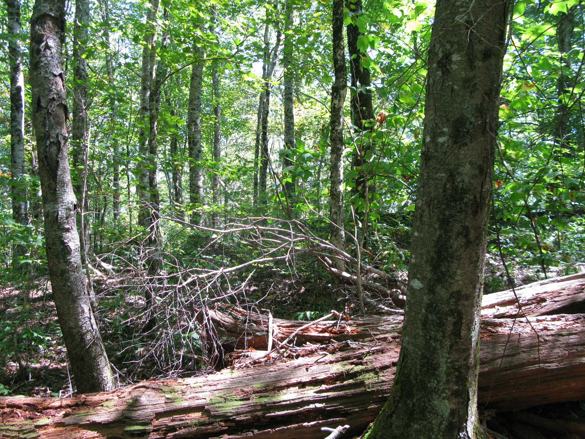 GRSM Accuracy Assessment. Plot Code: GRSM_AA_0746_3