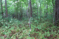 GRSM Accuracy Assessment. Plot Code: GRSM_AA_0757_2