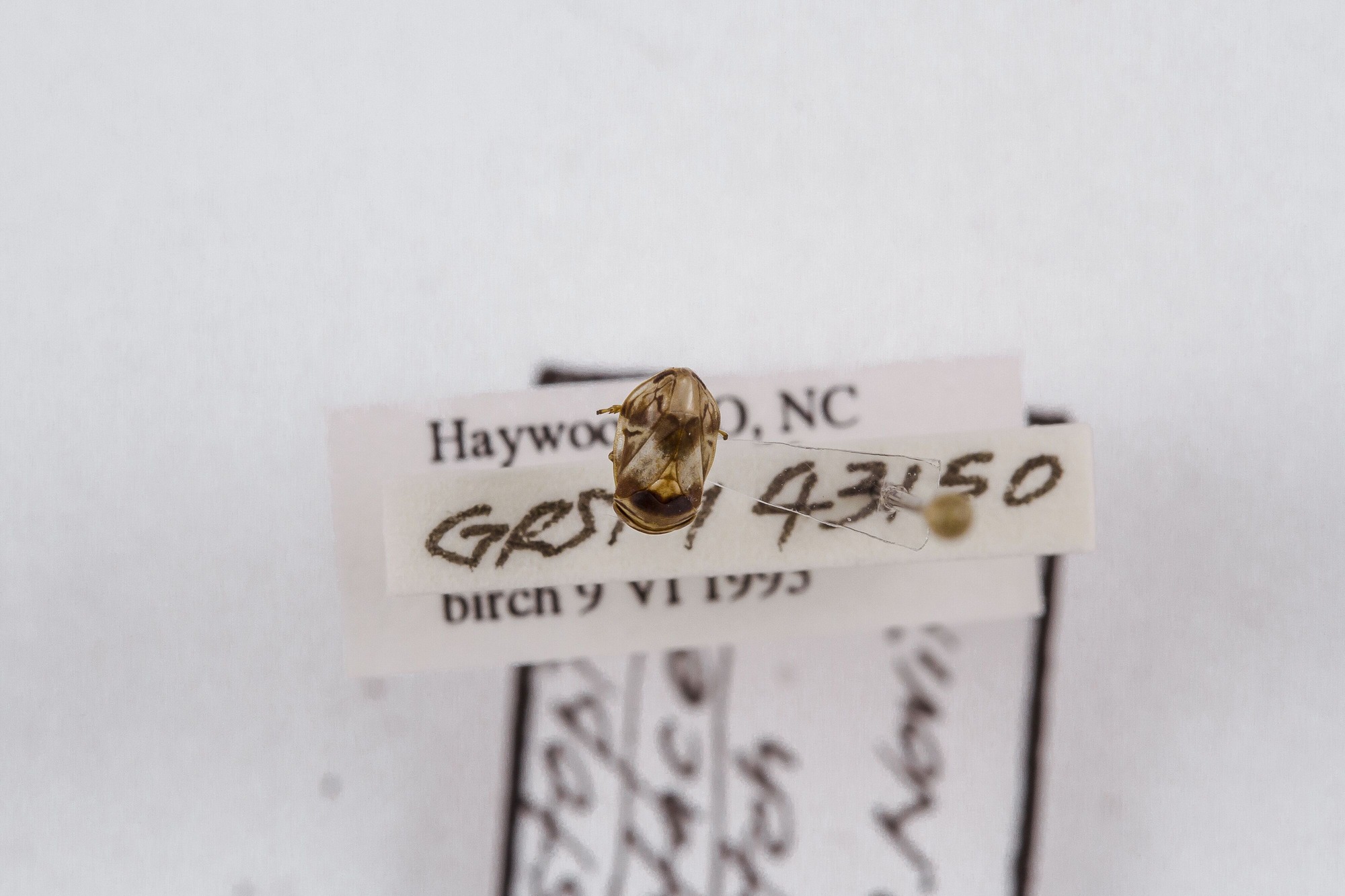 Image of Clastoptera testacea, a species of Animalia