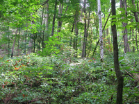 GRSM Accuracy Assessment. Plot Code: GRSM_AA_0665_6