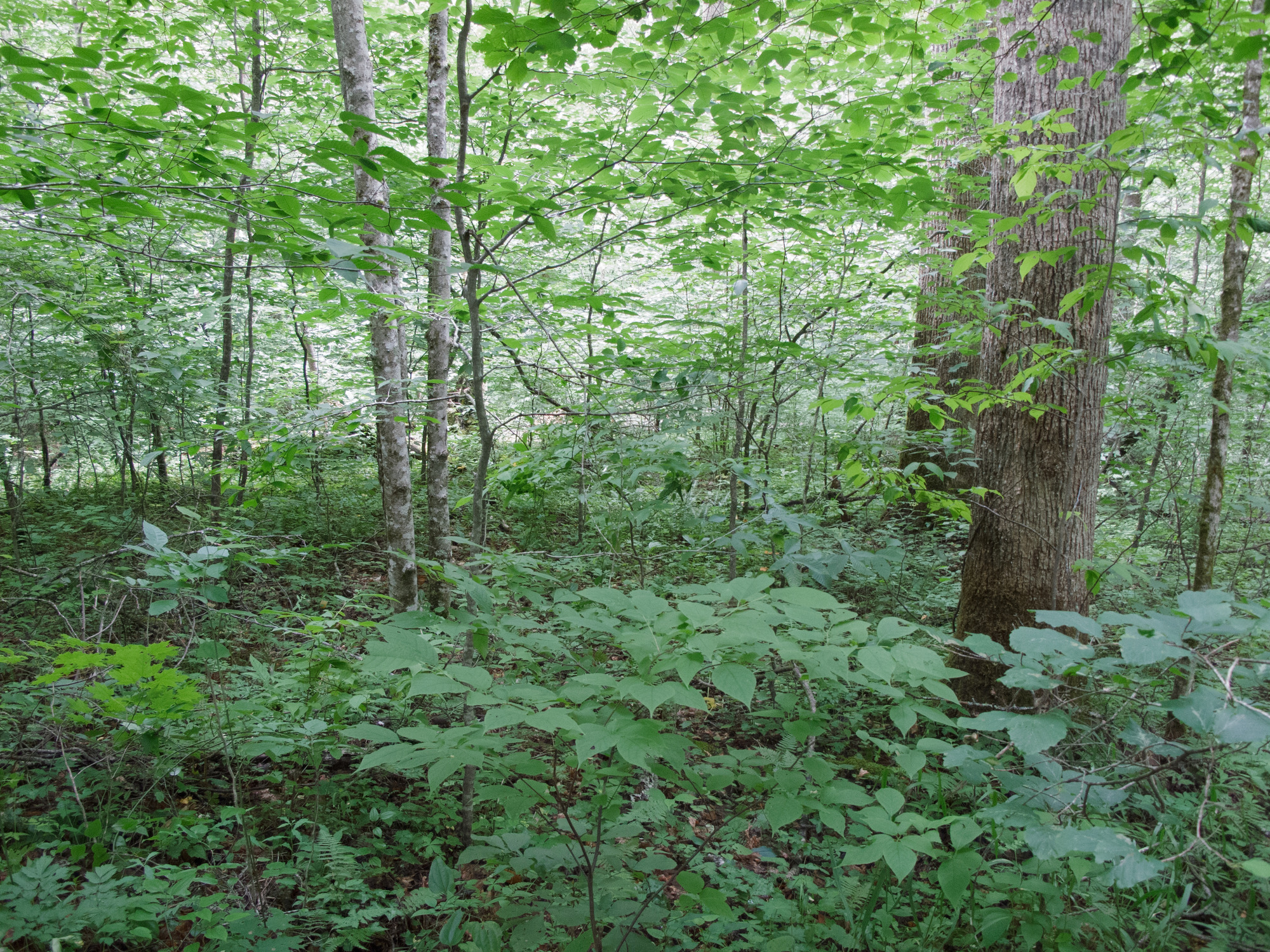 GRSM Accuracy Assessment. Plot Code: GRSM_AA_0925_3