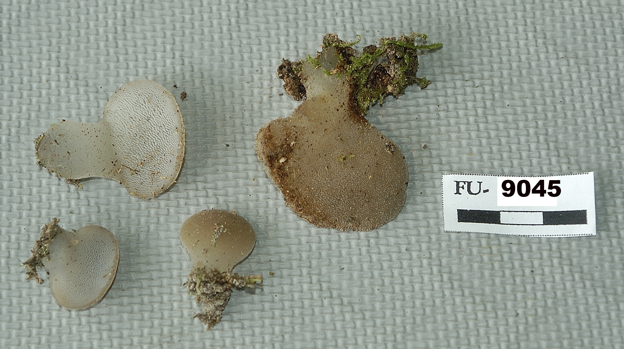 Image of Pseudohydnum gelatinosum, a species of fungi.