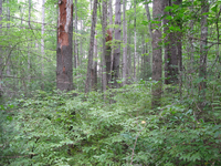 GRSM Accuracy Assessment. Plot Code: GRSM_AA_0078_2