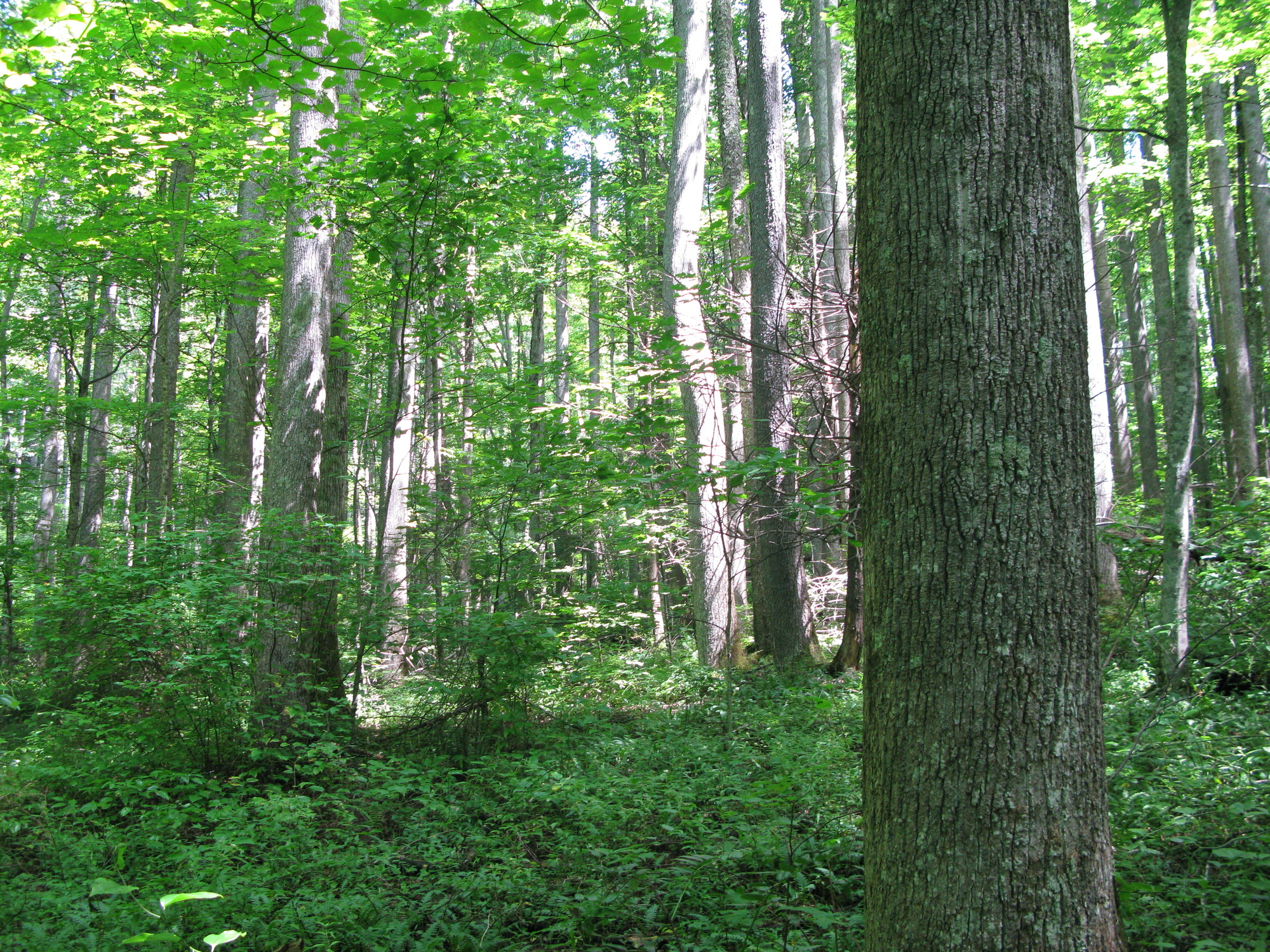 Plot Code: GRSM_AA_0604_2