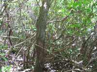 GRSM Accuracy Assessment. Plot Code: GRSM_AA_0445