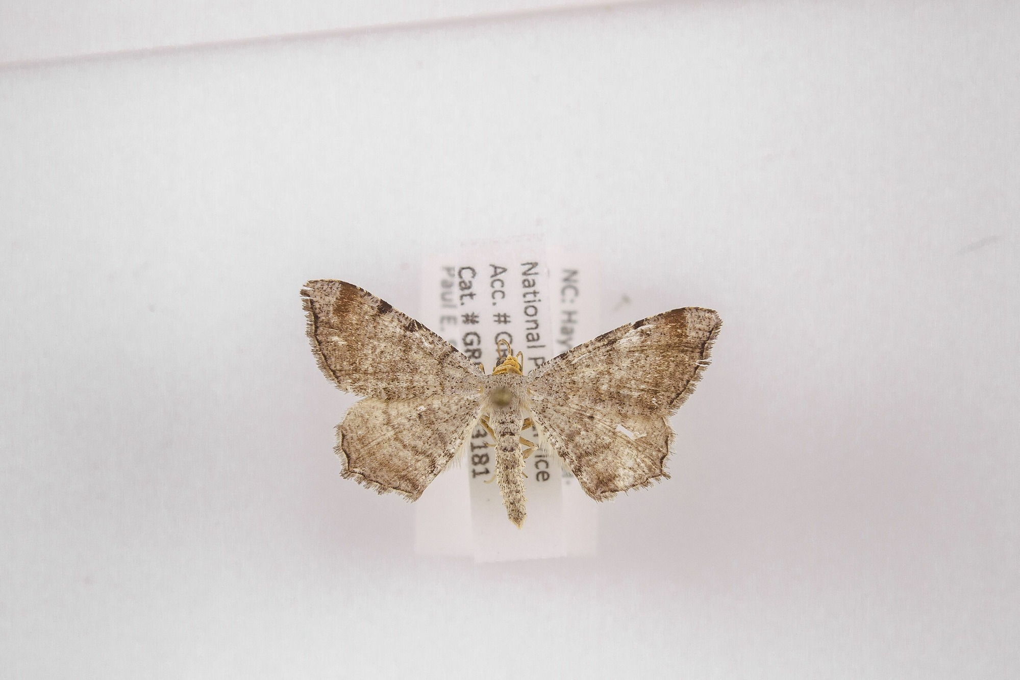 Image of Macaria minorata, a species of Animalia