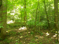 GRSM Accuracy Assessment. Plot Code: GRSM_AA_0570_4