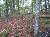 GRSM Accuracy Assessment. Plot Code: GRSM_AA_0232_5