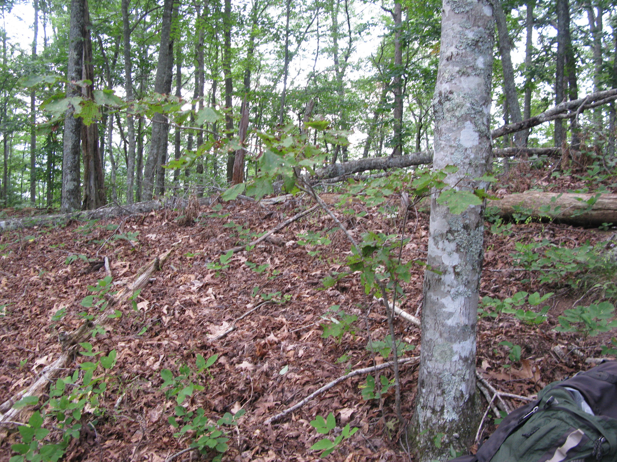 GRSM Accuracy Assessment. Plot Code: GRSM_AA_0232_5