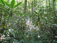 GRSM Accuracy Assessment. Plot Code: GRSM_AA_0196_3