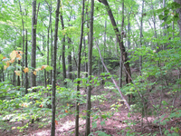 GRSM Accuracy Assessment. Plot Code: GRSM_AA_0783_5