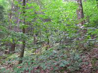 GRSM Accuracy Assessment. Plot Code: GRSM_AA_0281_3