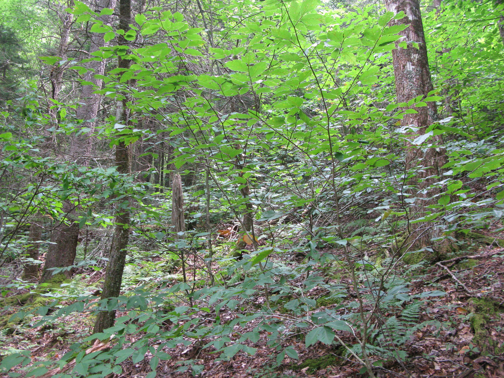 GRSM Accuracy Assessment. Plot Code: GRSM_AA_0281_3