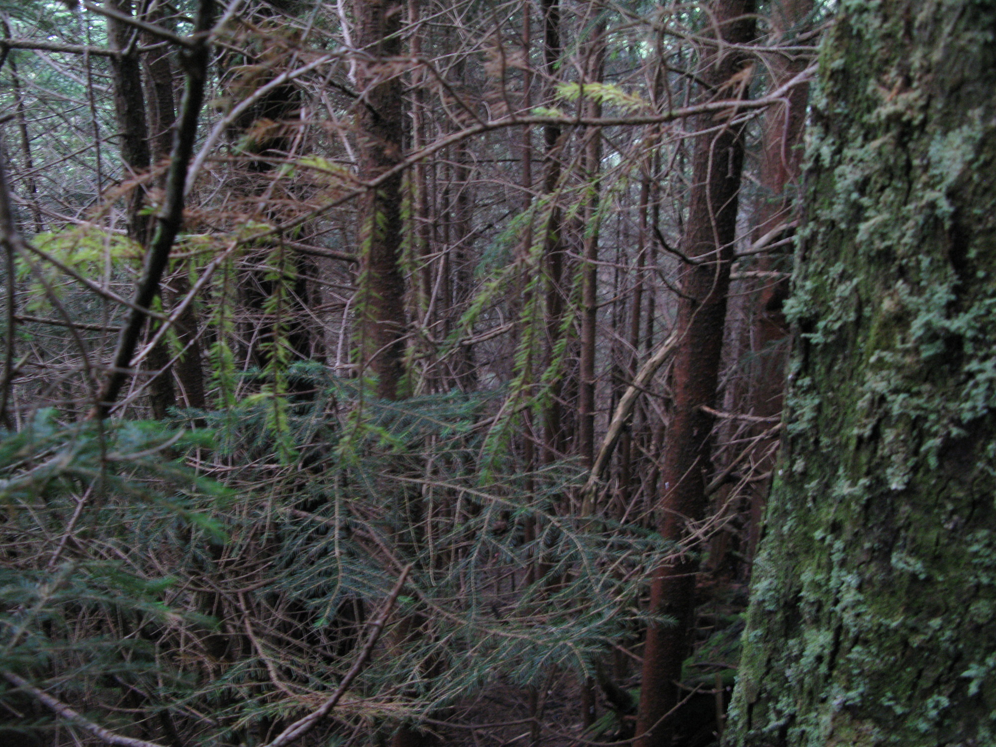 GRSM Accuracy Assessment. Plot Code: GRSM_AA_0826_6