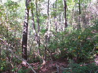 GRSM Accuracy Assessment. Plot Code: GRSM_AA_0330_5