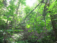 GRSM Accuracy Assessment. Plot Code: GRSM_AA_0738_6