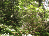 Plot Code: GRSM_AA_0498_5