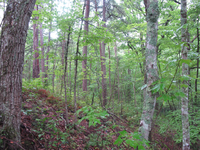 GRSM Accuracy Assessment. Plot Code: GRSM_AA_0416_4