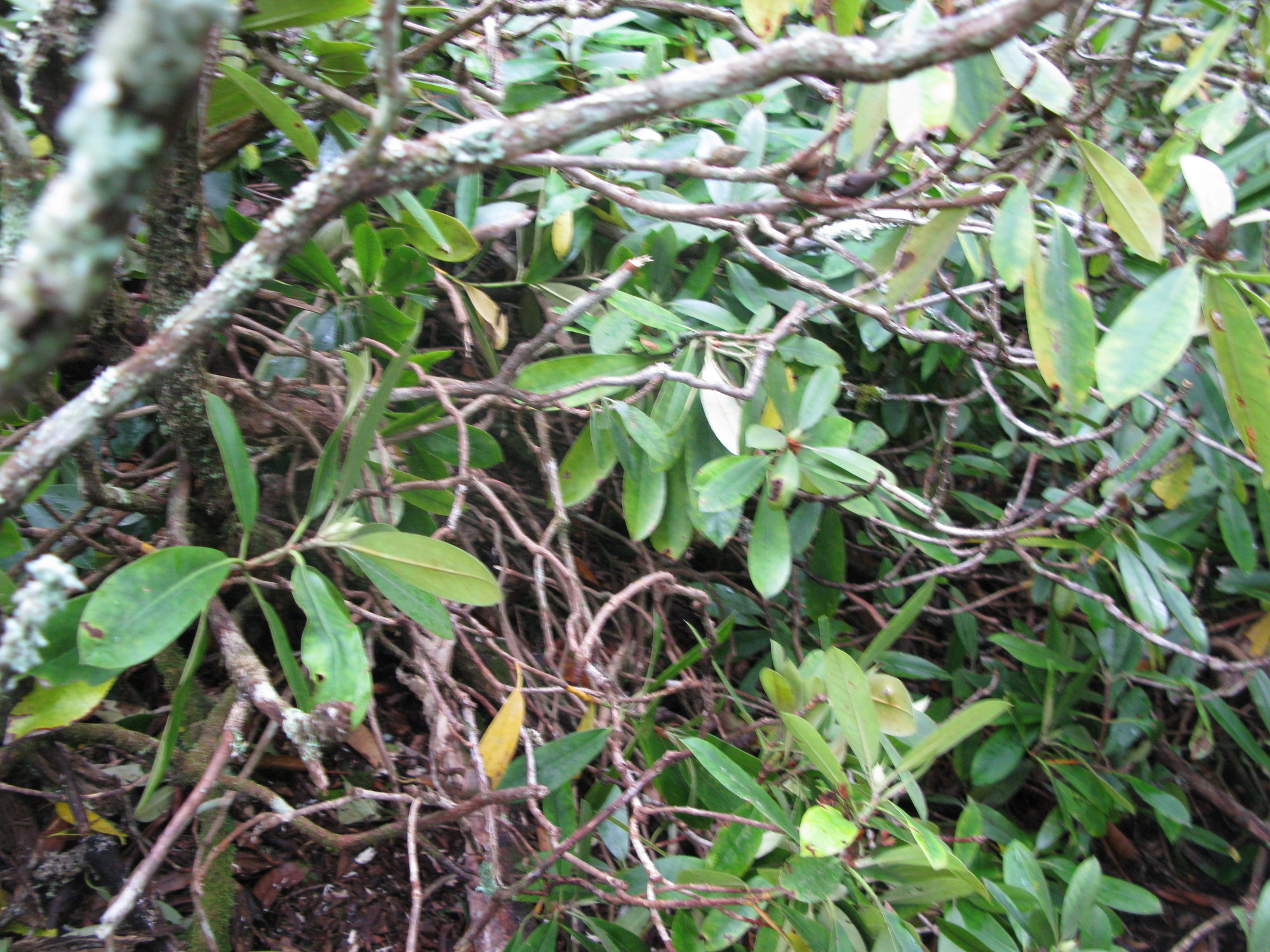 GRSM Accuracy Assessment. Plot Code: GRSM_AA_0311_4