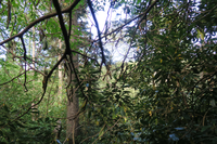 GRSM Accuracy Assessment. Plot Code: GRSM_AA_0867_6