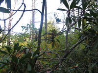 GRSM Accuracy Assessment. Plot Code: GRSM_AA_0001_2