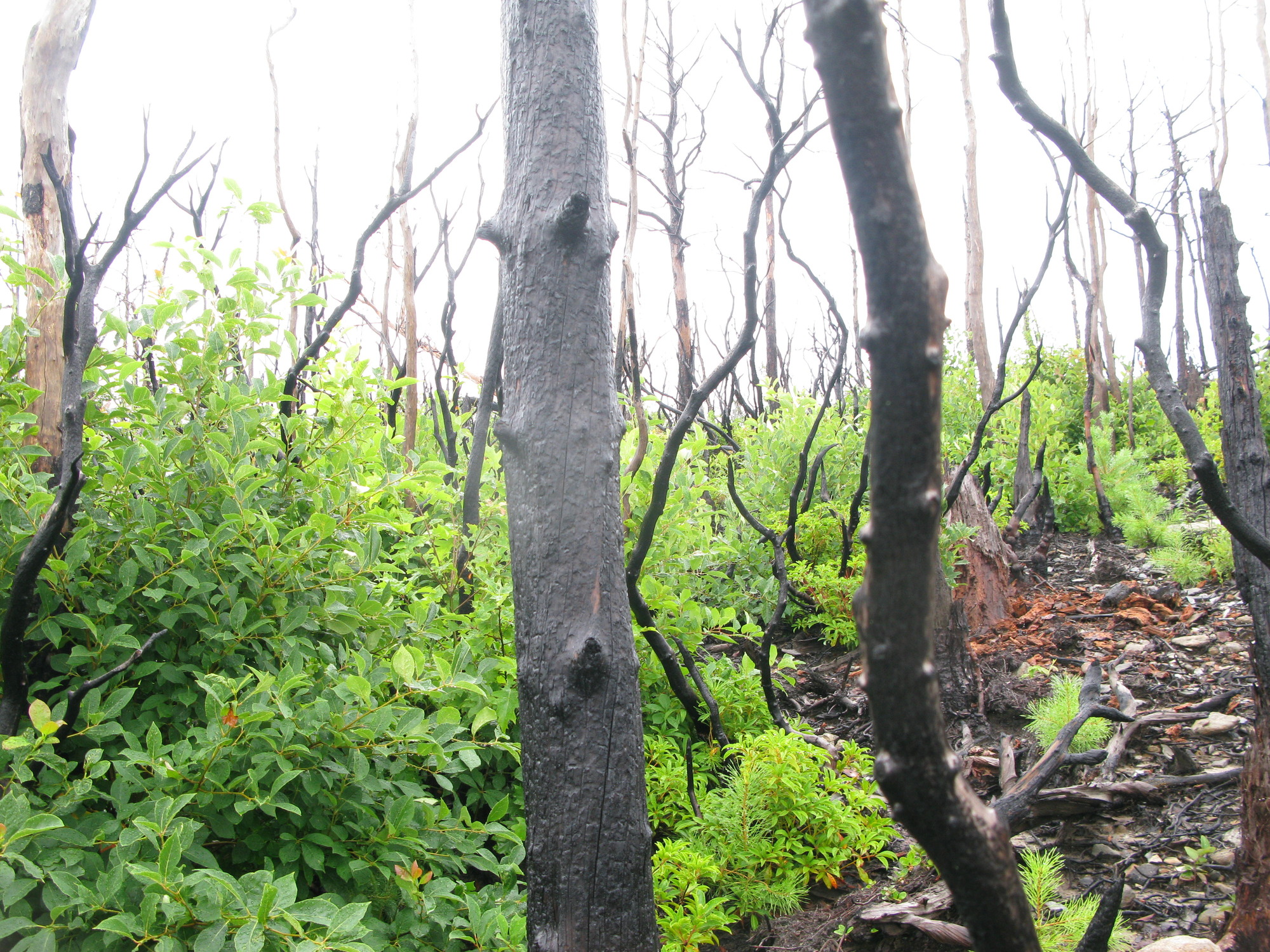 GRSM Accuracy Assessment. Plot Code: GRSM_AA_0857_2