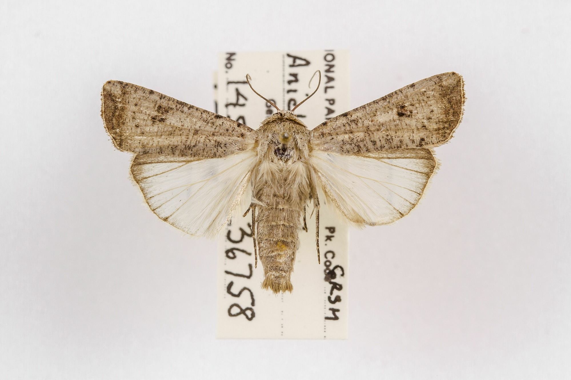 Image of Anicla infecta, a species of Animalia