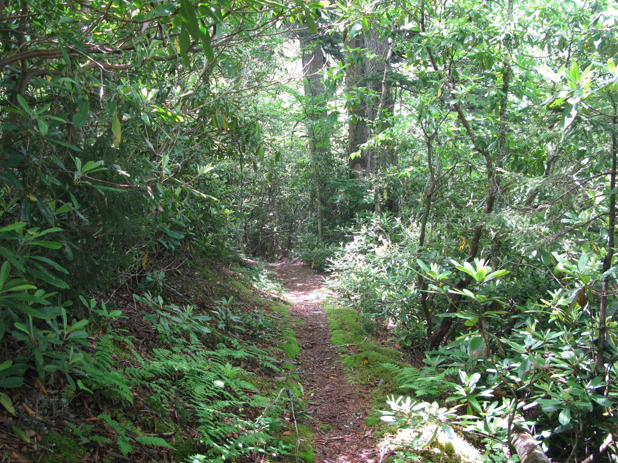 GRSM Accuracy Assessment. Plot Code: GRSM_AA_0599_4