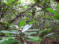 GRSM Accuracy Assessment. Plot Code: GRSM_AA_0266_2