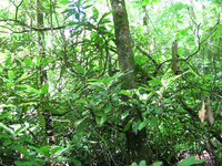 GRSM Accuracy Assessment. Plot Code: GRSM_AA_0860_5