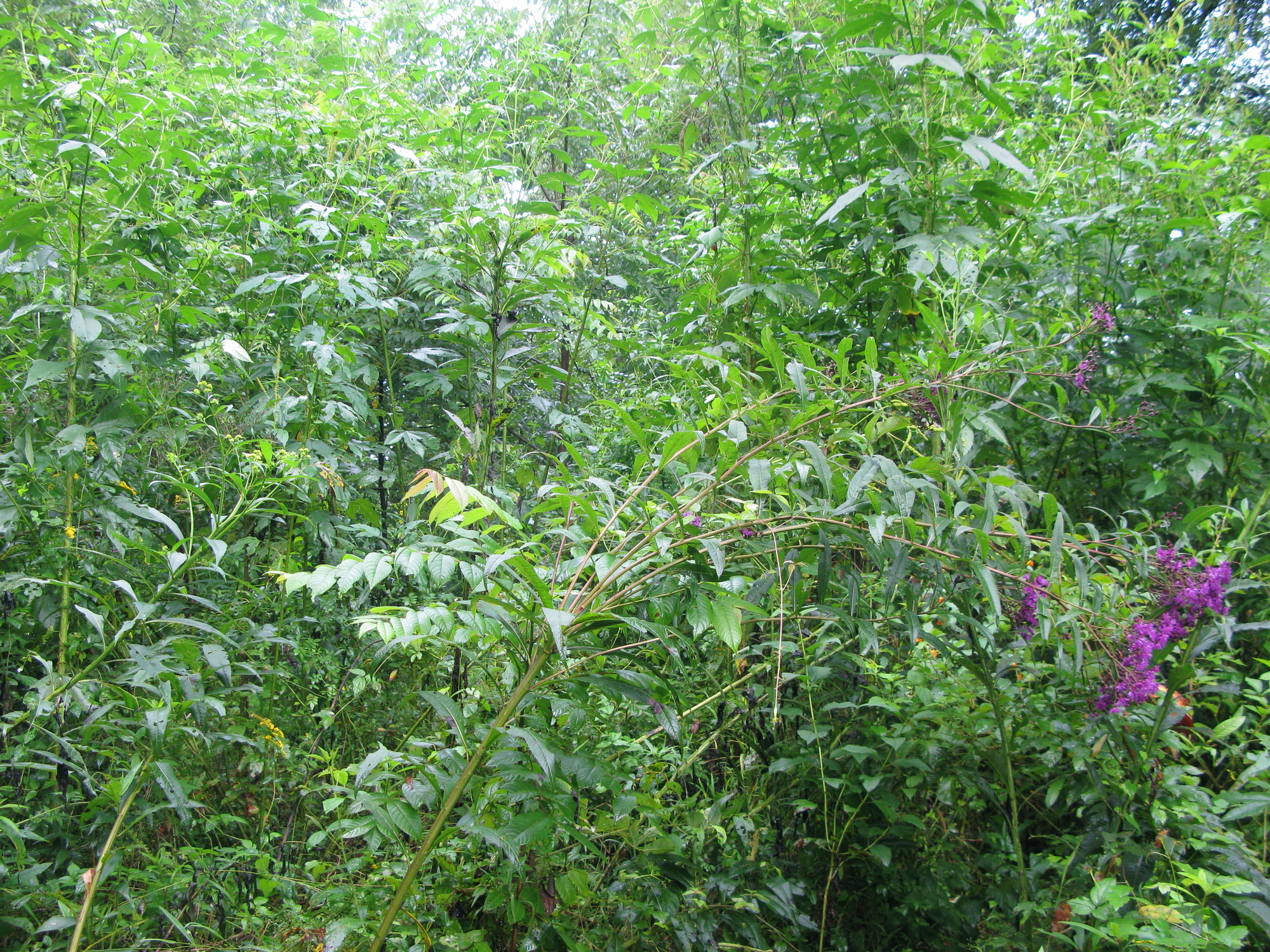 GRSM Accuracy Assessment. Plot Code: GRSM_AA_0355_5