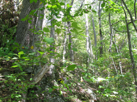 GRSM Accuracy Assessment. Plot Code: GRSM_AA_0136_2