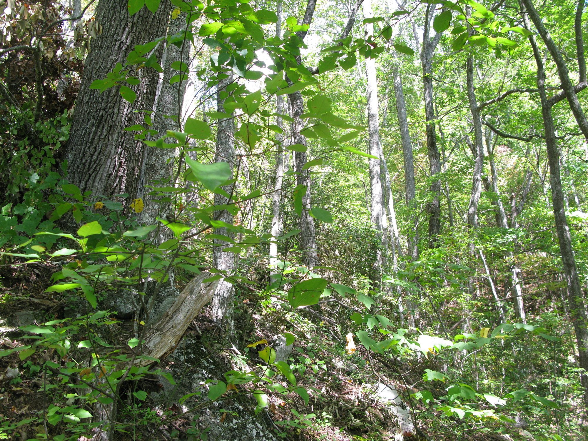 GRSM Accuracy Assessment. Plot Code: GRSM_AA_0136_2