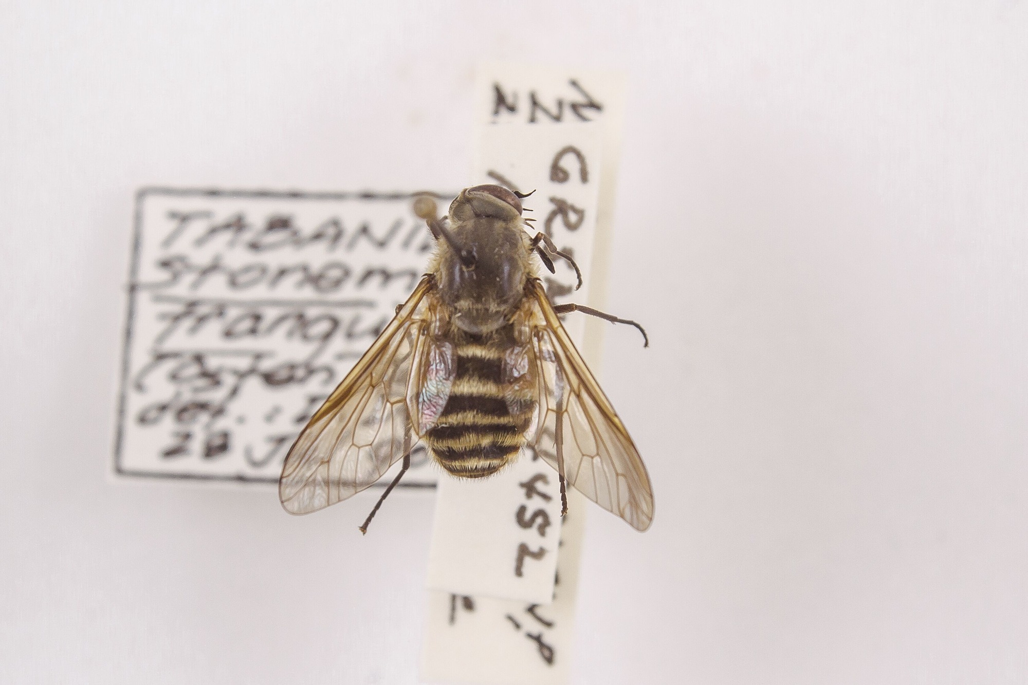 Image of Stonemyia tranquilla, a species of Animalia