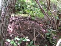 GRSM Accuracy Assessment. Plot Code: GRSM_AA_0848_2