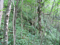 GRSM Accuracy Assessment. Plot Code: GRSM_AA_0250_6