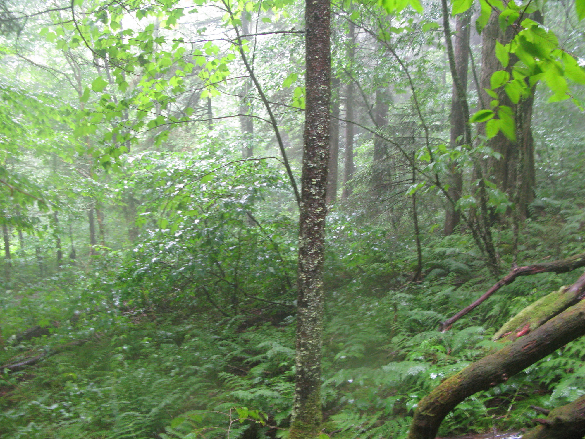 GRSM Accuracy Assessment. Plot Code: GRSM_AA_0390_5